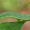 Common brimstone - Gonepteryx rhamni, catterpilar | Fotografijos autorius : Gintautas Steiblys | © Macronature.eu | Macro photography web site