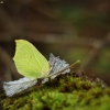 Common brimstone - Gonepteryx rhamni | Fotografijos autorius : Vidas Brazauskas | © Macronature.eu | Macro photography web site