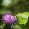 Common brimstone - Gonepteryx rhamni | Fotografijos autorius : Vidas Brazauskas | © Macronature.eu | Macro photography web site