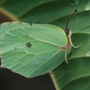 Common brimstone - Gonepteryx rhamni | Fotografijos autorius : Gintautas Steiblys | © Macronature.eu | Macro photography web site