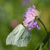 Common brimstone - Gonepteryx rhamni | Fotografijos autorius : Irenėjas Urbonavičius | © Macronature.eu | Macro photography web site