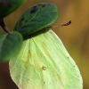 Common brimstone - Gonepteryx rhamni | Fotografijos autorius : Vidas Brazauskas | © Macronature.eu | Macro photography web site