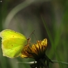 Common brimstone - Gonepteryx rhamni | Fotografijos autorius : Vidas Brazauskas | © Macronature.eu | Macro photography web site