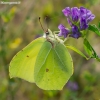 Common brimstone - Gonepteryx rhamni | Fotografijos autorius : Oskaras Venckus | © Macronature.eu | Macro photography web site