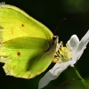 Common brimstone - Gonepteryx rhamni | Fotografijos autorius : Gintautas Steiblys | © Macronature.eu | Macro photography web site