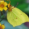 Common brimstone - Gonepteryx rhamni | Fotografijos autorius : Gintautas Steiblys | © Macronature.eu | Macro photography web site