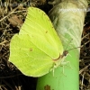 Common brimstone - Gonepteryx rhamni | Fotografijos autorius : Algirdas Vilkas | © Macronature.eu | Macro photography web site