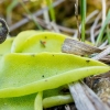 Common butterwort - Pinguicula vulgaris | Fotografijos autorius : Oskaras Venckus | © Macronature.eu | Macro photography web site