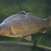 Common carp - Cyprinus carpio | Fotografijos autorius : Gintautas Steiblys | © Macronature.eu | Macro photography web site