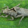 Common clubtail - Gomphus vulgatissimus, larva's exuviae | Fotografijos autorius : Gintautas Steiblys | © Macronature.eu | Macro photography web site