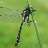 Common clubtail - Gomphus vulgatissimus, patinas | Fotografijos autorius : Gintautas Steiblys | © Macronature.eu | Macro photography web site