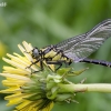 Common clubtail - Gomphus vulgatissimus | Fotografijos autorius : Darius Baužys | © Macronature.eu | Macro photography web site