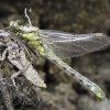 Common clubtail - Gomphus vulgatissimus | Fotografijos autorius : Kazimieras Martinaitis | © Macronature.eu | Macro photography web site