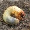 Common cockchafer - Melolontha melolontha, larva | Fotografijos autorius : Vytautas Tamutis | © Macronature.eu | Macro photography web site
