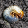 Common cockchafer - Melolontha melolontha, larva | Fotografijos autorius : Romas Ferenca | © Macronature.eu | Macro photography web site