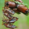 Common cockchafer - Melolontha melolontha | Fotografijos autorius : Arūnas Eismantas | © Macronature.eu | Macro photography web site