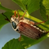 Common cockchafer - Melolontha melolontha | Fotografijos autorius : Žilvinas Pūtys | © Macronature.eu | Macro photography web site