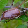 Common cockchafer - Melolontha melolontha | Fotografijos autorius : Romas Ferenca | © Macronature.eu | Macro photography web site