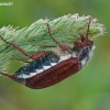 Common cockchafer - Melolontha melolontha | Fotografijos autorius : Darius Baužys | © Macronature.eu | Macro photography web site