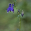 Common columbine - Aquilegia vulgaris | Fotografijos autorius : Žilvinas Pūtys | © Macronature.eu | Macro photography web site