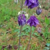 Common columbine - Aquilegia vulgaris | Fotografijos autorius : Gintautas Steiblys | © Macronature.eu | Macro photography web site