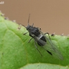 Common dogwood-grass aphid - Anoecia corni | Fotografijos autorius : Gintautas Steiblys | © Macronature.eu | Macro photography web site