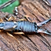 Common earwig - Forficula auricularia | Fotografijos autorius : Kazimieras Martinaitis | © Macronature.eu | Macro photography web site