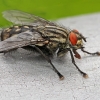 Flesh fly - Sarcophaga sp. | Fotografijos autorius : Gintautas Steiblys | © Macronature.eu | Macro photography web site