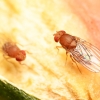 Common fruit fly - Drosophila melanogaster | Fotografijos autorius : Kazimieras Martinaitis | © Macrogamta.lt | Šis tinklapis priklauso bendruomenei kuri domisi makro fotografija ir fotografuoja gyvąjį makro pasaulį.