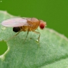 Vaismusė - Drosophila melanogaster | Fotografijos autorius : Vidas Brazauskas | © Macronature.eu | Macro photography web site