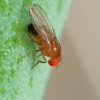 Common fruit fly - Drosophila melanogaster | Fotografijos autorius : Gintautas Steiblys | © Macronature.eu | Macro photography web site