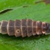 Common glowworm - Lampyris noctiluca ♀ | Fotografijos autorius : Žilvinas Pūtys | © Macronature.eu | Macro photography web site