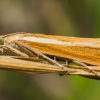 Common grass-veneer - Agriphila tristella | Fotografijos autorius : Oskaras Venckus | © Macronature.eu | Macro photography web site