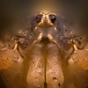 Paprastasis šienpjovys - Phalangium opilio | Fotografijos autorius : Eugenijus Kavaliauskas | © Macronature.eu | Macro photography web site