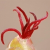 Common hazel (Corylus avellana), female flower  | Fotografijos autorius : Gintautas Steiblys | © Macronature.eu | Macro photography web site