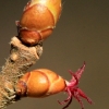 Common hazel - Corylus avellana | Fotografijos autorius : Ramunė Vakarė | © Macronature.eu | Macro photography web site