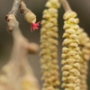 Paprastasis lazdynas - Corylus avellana | Fotografijos autorius : Vidas Brazauskas | © Macronature.eu | Macro photography web site