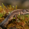 Common lizard - Zootoca vivipara | Fotografijos autorius : Gintautas Steiblys | © Macronature.eu | Macro photography web site