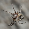Kryžiuotis - Araneus sp., juv. | Fotografijos autorius : Gintautas Steiblys | © Macronature.eu | Macro photography web site