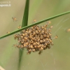 Common orb-weaving spider - Araneus sp. | Fotografijos autorius : Gediminas Gražulevičius | © Macronature.eu | Macro photography web site