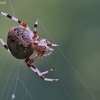 Common orb-weaving spider | Fotografijos autorius : Agnė Našlėnienė | © Macronature.eu | Macro photography web site