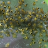 Common orb-weaving spiders - Araneus sp. juveniles | Fotografijos autorius : Gintautas Steiblys | © Macronature.eu | Macro photography web site