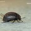 Common pill-beetle - Byrrhus pilula  | Fotografijos autorius : Darius Baužys | © Macronature.eu | Macro photography web site