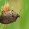 Common pill-beetle - Byrrhus pilula | Fotografijos autorius : Vidas Brazauskas | © Macronature.eu | Macro photography web site