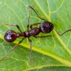Common red ant - Myrmica rubra  | Fotografijos autorius : Oskaras Venckus | © Macronature.eu | Macro photography web site