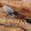 Common red ant - Myrmica rubra  | Fotografijos autorius : Gintautas Steiblys | © Macronature.eu | Macro photography web site