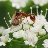 Common red ant - Myrmica rubra | Fotografijos autorius : Vidas Brazauskas | © Macronature.eu | Macro photography web site