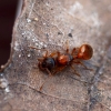 Common red ant - Myrmica rubra | Fotografijos autorius : Kazimieras Martinaitis | © Macronature.eu | Macro photography web site