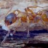 Common red ant - Myrmica rubra | Fotografijos autorius : Romas Ferenca | © Macronature.eu | Macro photography web site