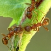 Common red ants - Myrmica rubra | Fotografijos autorius : Gintautas Steiblys | © Macronature.eu | Macro photography web site